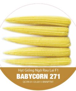 BẮP RAU LAI F1 BABYCORN 271