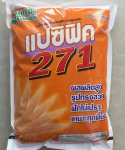 Hạt giống ngô rau lai F1 PAC 271