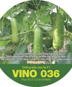 Bầu Sao Lai F1 VINO 036