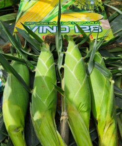 BẮP NGỌT VINO 128