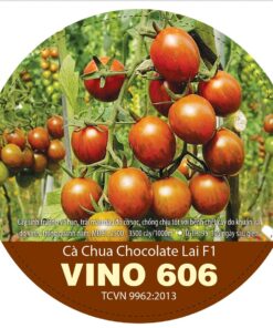 Cà chua chocolate lai F1 VINO 606