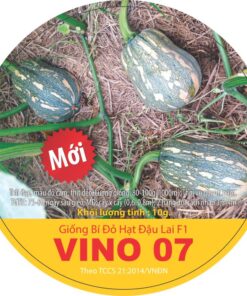 BÍ ĐỎ HẠT ĐẬU LAI F1 VINO 07-COATING