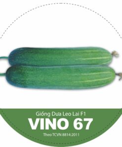 DƯA LEO LAI F1 VINO 67