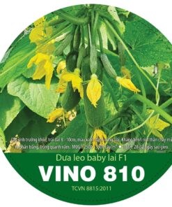 DƯA LEO BABY LAI F1 VINO 810