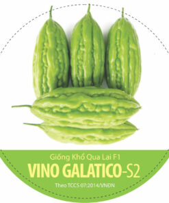 KHỔ QUA LAI F1 VINO GALATICO S2