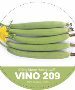 Mướp Hương Lai F1 VINO 209