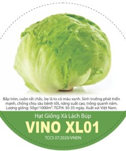 HẠT GIỐNG XÀ LÁCH BÚP VINO XL01