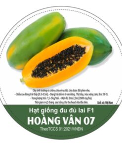 HẠT GIỐNG ĐU ĐỦ LAI F1 HOÀNG VÂN 07