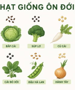 Hạt Giống Ôn Đới