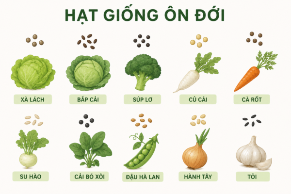 Hạt Giống Ôn Đới