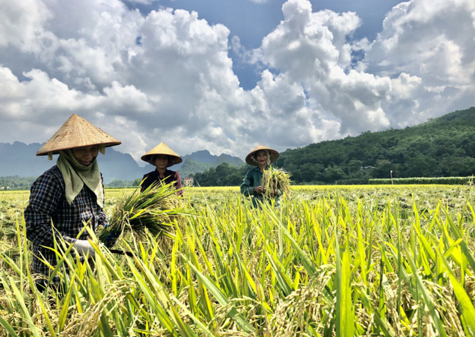 đồng hành cùng nhà nông